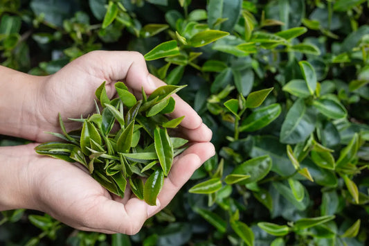 ¿Qué es el matcha japonés y por qué se toma a diario?