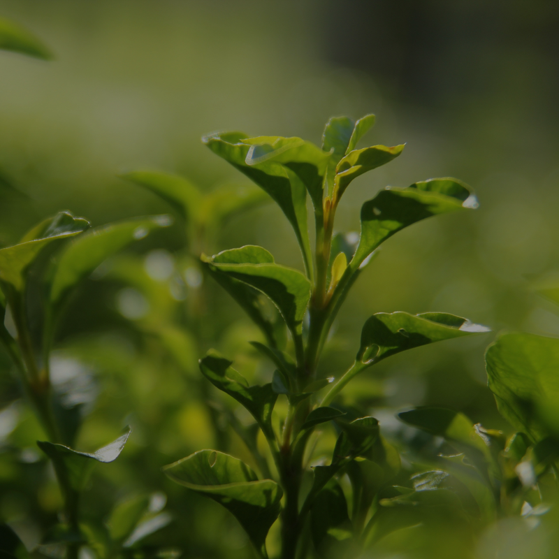 matcha japonés matchamiga